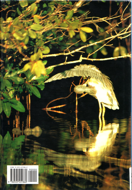 Mangrove Wilderness - rückseite